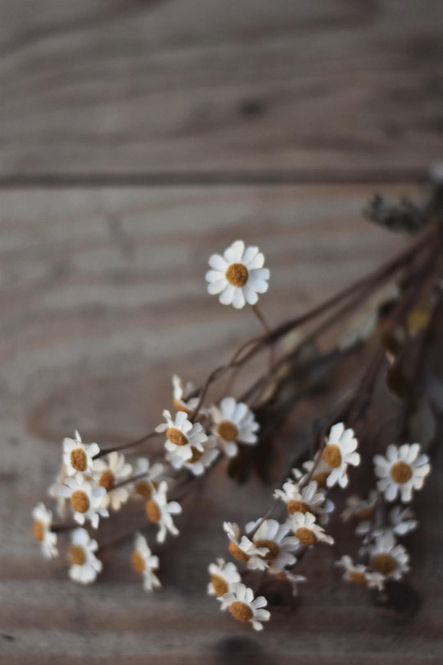 Hovedbilde Hvit - Asters snittblomst 53 ...