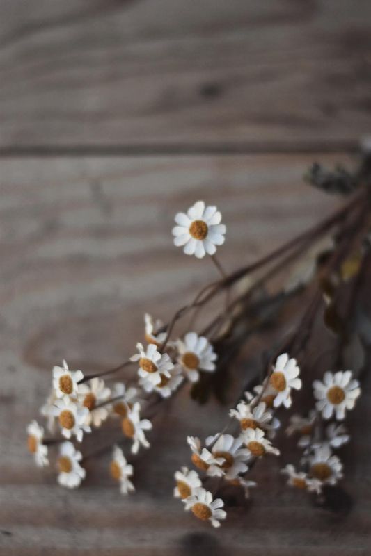 Hvit - Asters snittblomst 53 cm 
