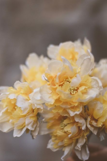 Hovedbilde Gul - Blomst 30 cm 
