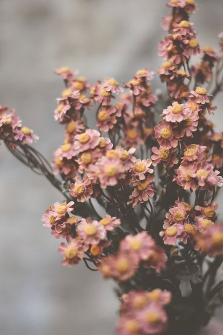 Hovedbilde Rosa - Asters snittblomst 53 ...