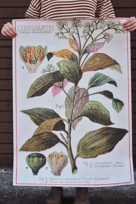 Hovedbilde Kanel - Poster 70x100