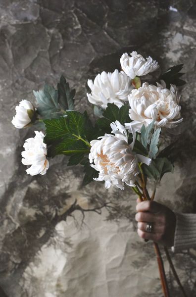 Hovedbilde Krysantemum 70 cm