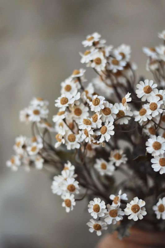 Hvit - Asters snittblomst 53 cm 