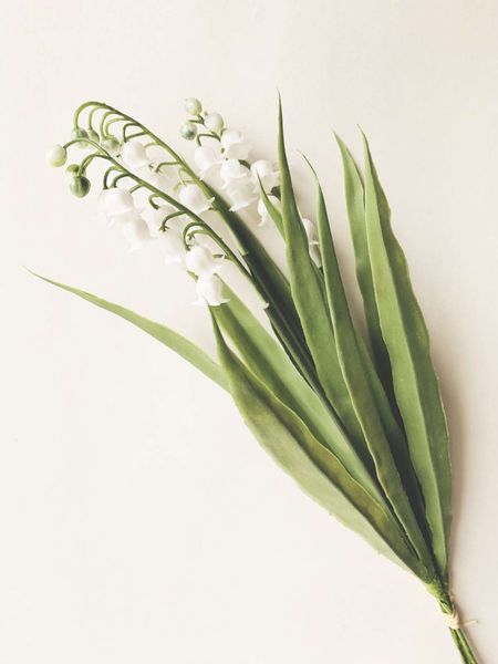 Hovedbilde Hvit - Liljekonvall ...